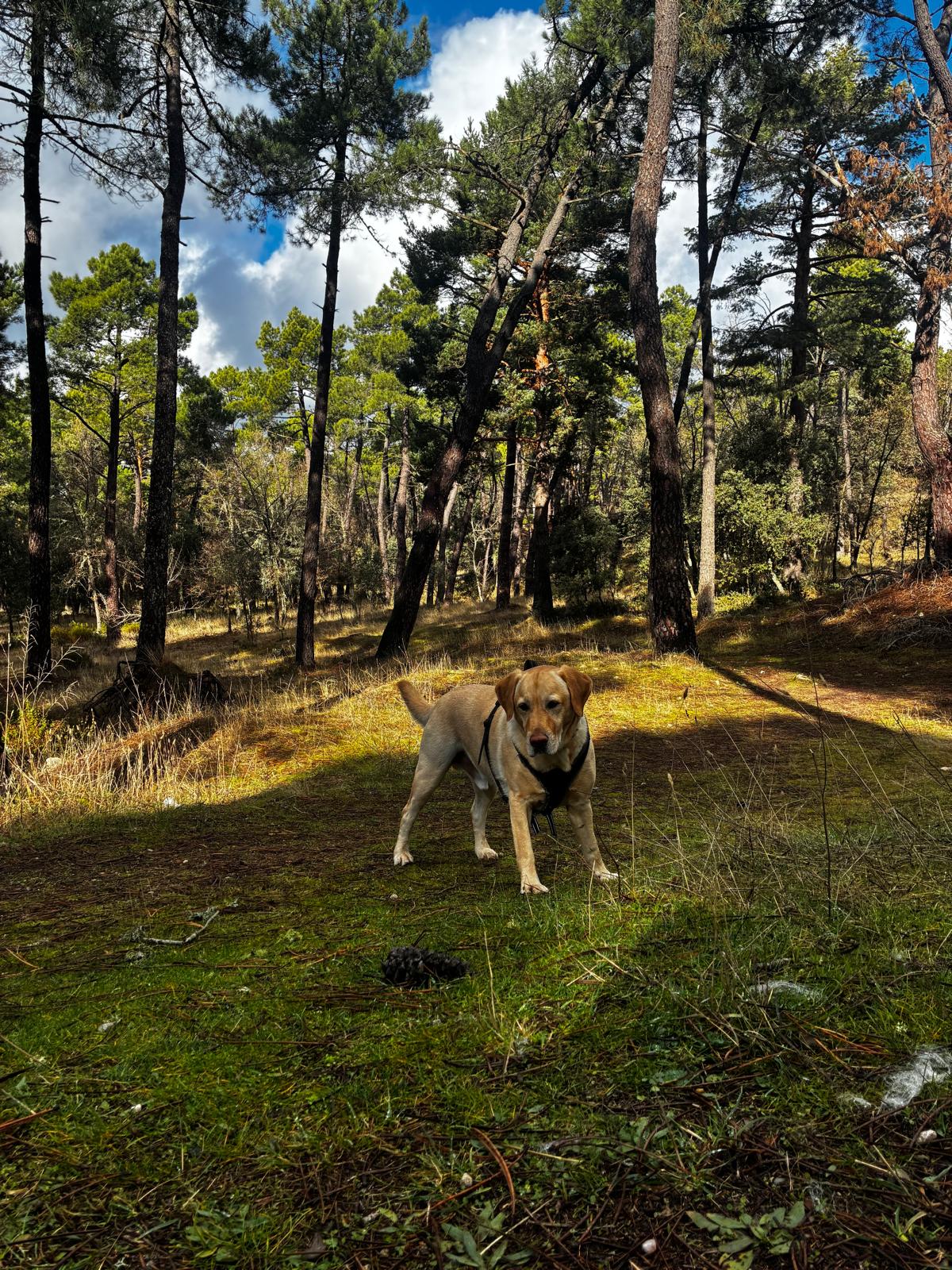 Eddie paseando entre los pinos de Sigüenza