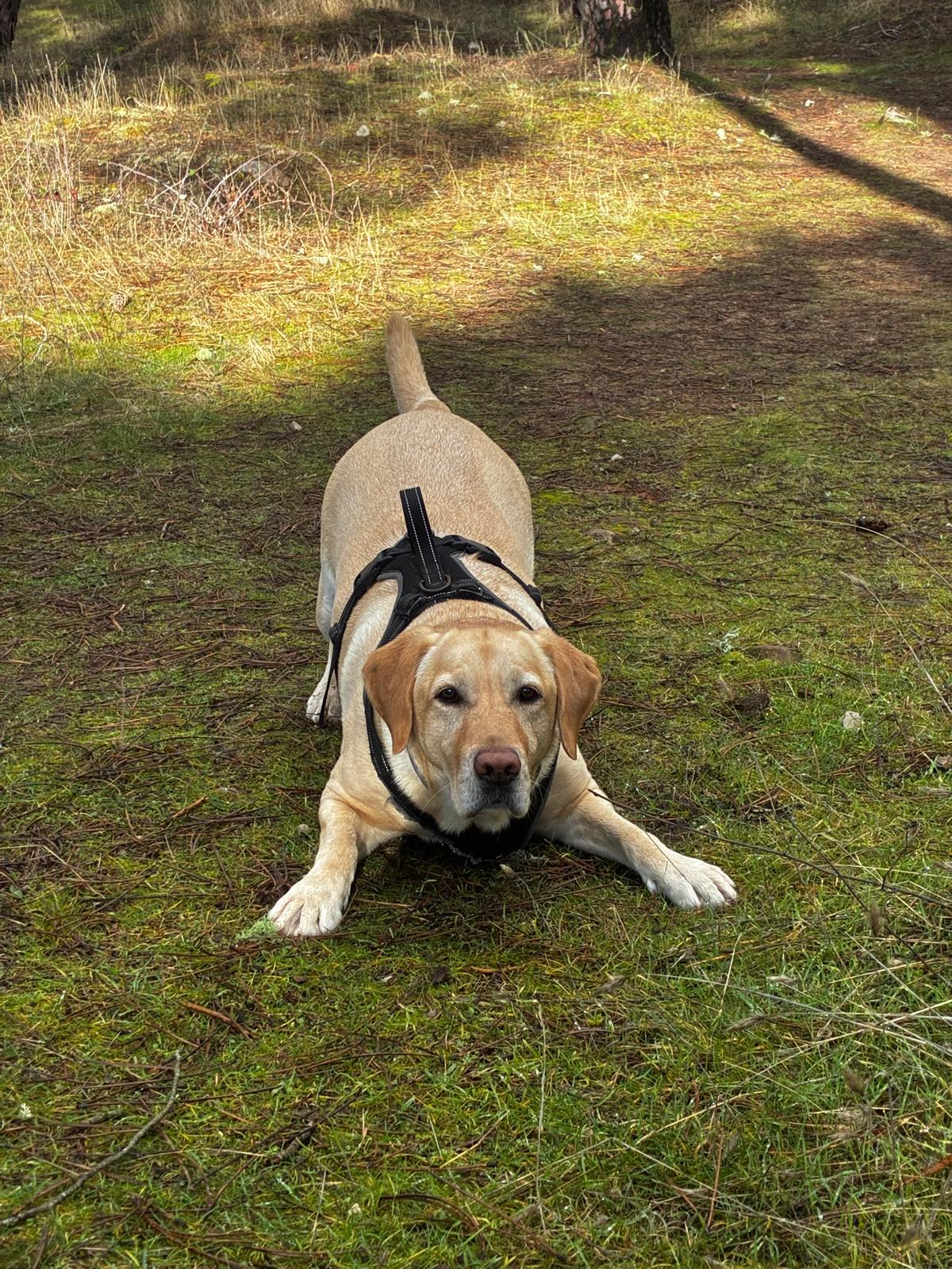 Eddie jugando en el pinar de Sigüenza
